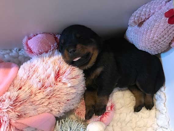 puppy's K-nest week 3